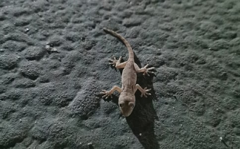 �ڻ�������