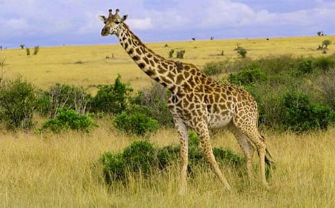 長頸鹿的圍巾童話作文350字(精選12篇)