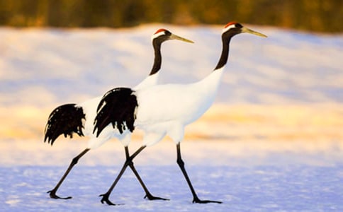 �茑����Q������