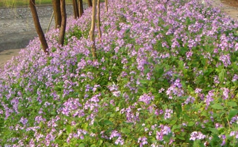 二月蘭讀書(shū)筆記