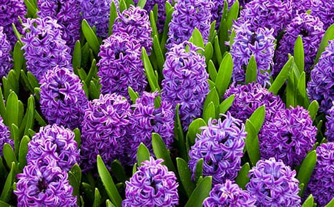 (���T)�L(f��ng)��������