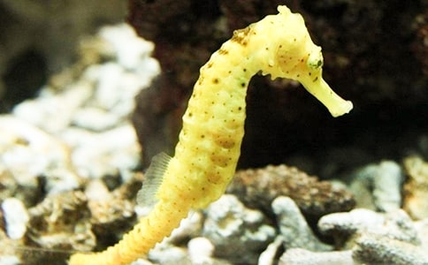 ���п��ԳԺ��R�������г�ʲô���^��