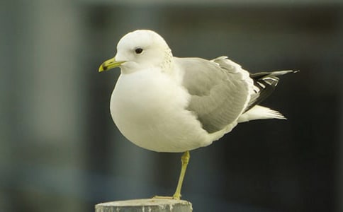 ���꼉(j��)���t�̼{ɭ�x�������