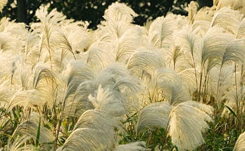 沙洲的蘆葦作文