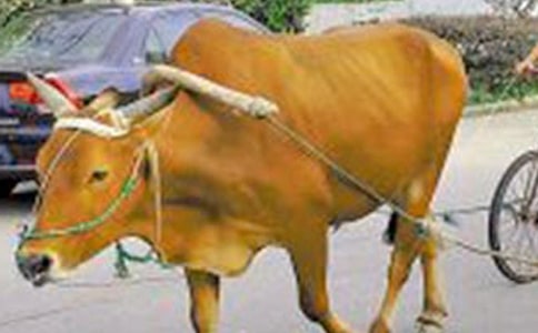 �P(gu��n)����̫̫��ţ܇Ъ���Z