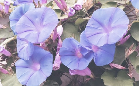 【薦】牽牛花作文