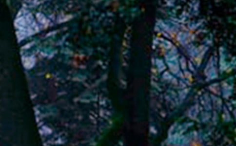 ɭ�ַ�������800