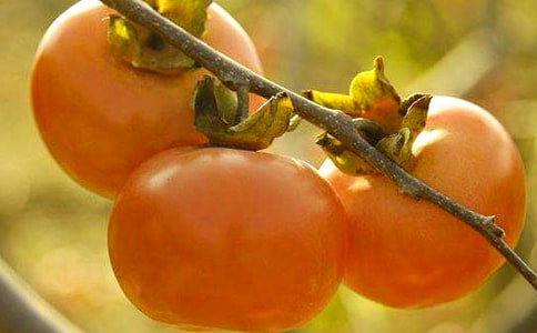 ����(j��ng)�䣩ժ��������