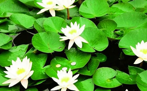 ˯ɏ�����ĺϼ���15ƪ��