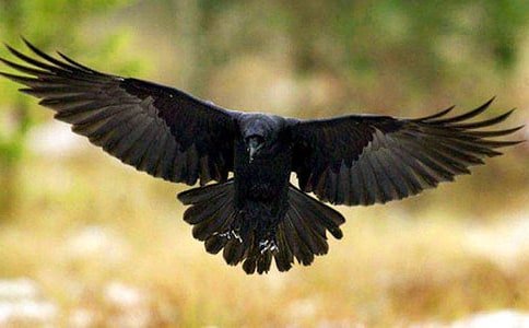 ���f�ֵ�����