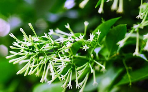 ҹ�������ģ�ͨ�ã�