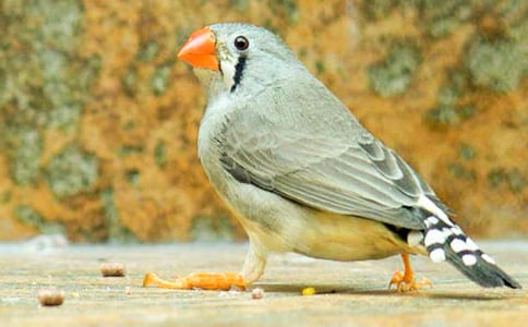 �K�̰����ϡ������B�������̌W(xu��)���