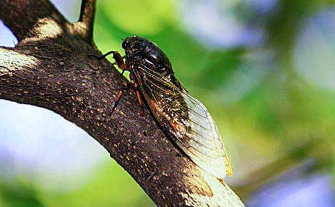 ׽֪������[����]