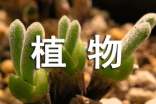 植物謎語(yǔ)及答案120個(gè)