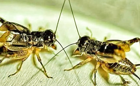 ���סլ�ڶ��n�r�u�n��