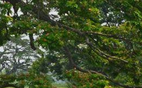 《白楊禮贊》的讀后感(通用18篇)