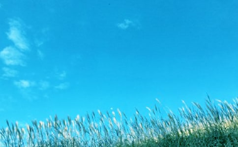 那一縷春風作文15篇【優(yōu)秀】