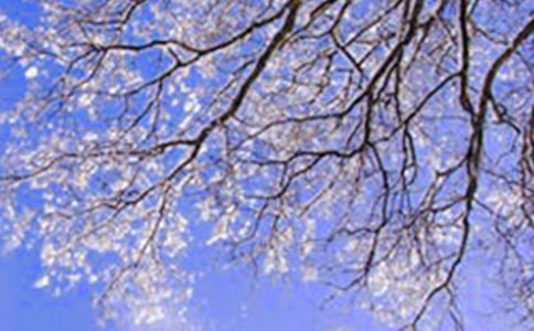 �茑�����Ψ�����Ӽ��\[15ƪ]