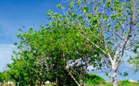 寫風景的詩句古詩_寫風景的古詩