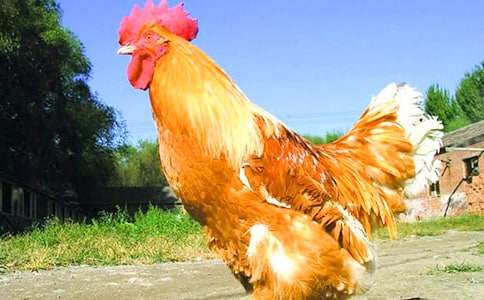 �ö��Ĺ��u���ģ��؂�15ƪ��