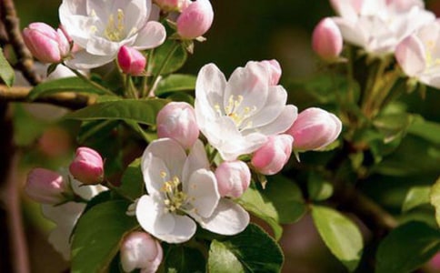 《尖叫的海棠》讀后感