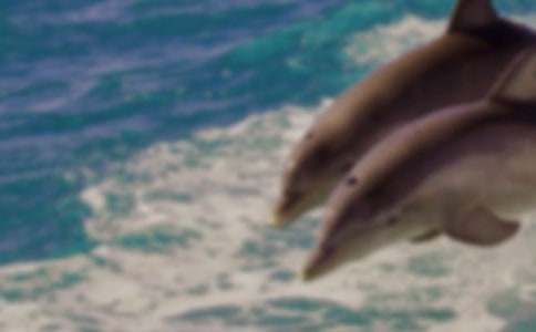 藍(lán)色的海豚島讀后感13篇