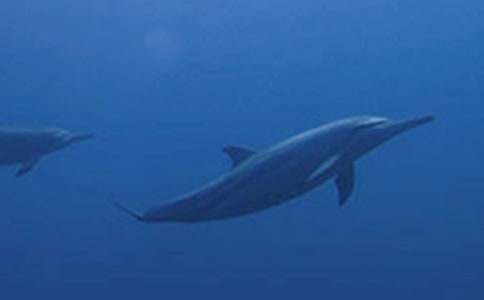 《藍色的海豚島》讀后感(合集15篇)