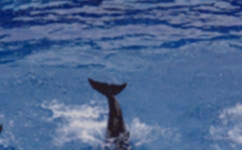 (集合)讀藍色的海豚島有感15篇