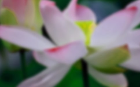 描寫荷花綻放的短句