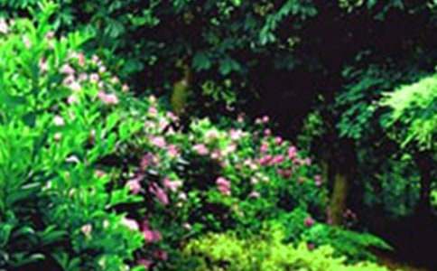 【實(shí)用】游花園作文