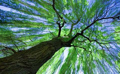 我愛家鄉(xiāng)的柳樹作文【通用4篇】