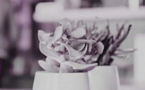 室內(nèi)盆栽茶花怎么養(yǎng)