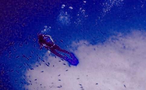 (必備)潛水的作文15篇