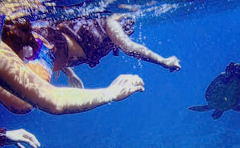 (薦)潛水的作文