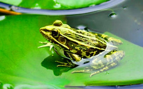 《青蛙軍團愛地球》讀后感15篇