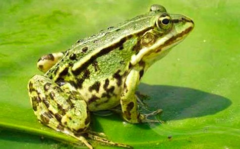 ���������ӡ��x���