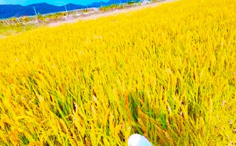 秋收為話題的作文范文