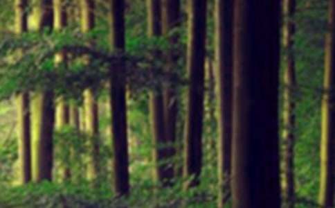 ɭ�ַ�������15ƪ�����ϡ�