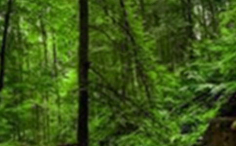 ��(sh��)�õ�ɭ������600�֡���(y��u)��4ƪ��