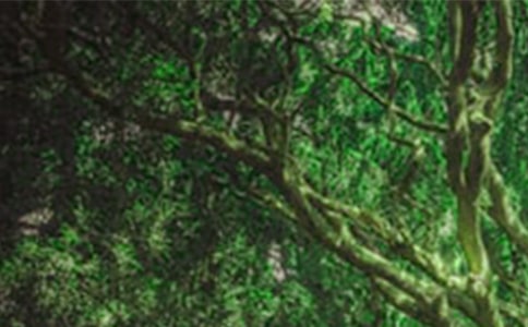 ɭ�ַ�������(��(j��ng)��15ƪ)