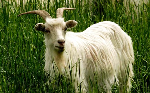 ��ֻɽ���^��ľ�򿴈D��Ԓ