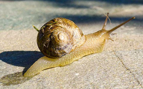 找蝸牛的看圖寫話