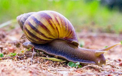 小蝸牛觀察日記11篇