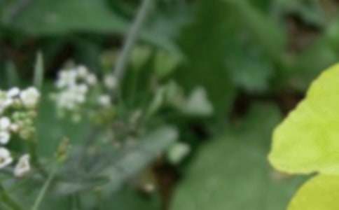 夏至唯美短句【熱門(mén)】