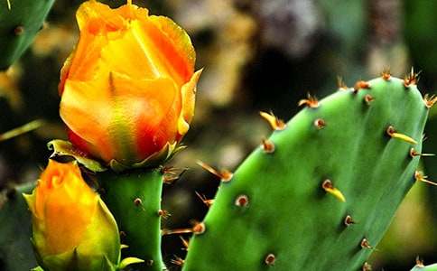 仙人掌的自述作文(優(yōu))