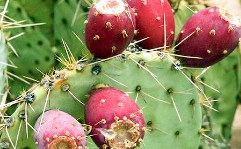 仙人掌作文15篇(精品)