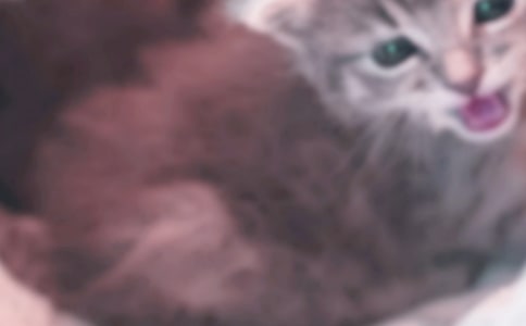 可愛的小貓優(yōu)秀作文