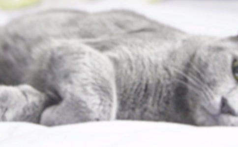 我家的小貓小學(xué)作文