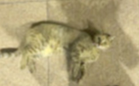 【精選】小學(xué)生小貓作文300字錦集六篇