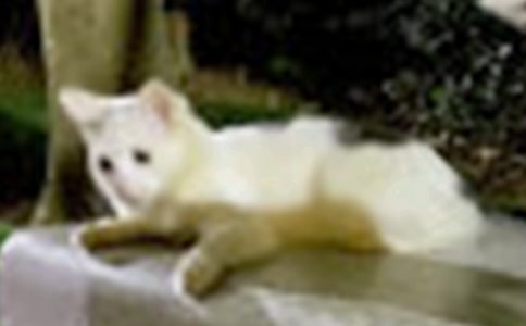 小貓小學作文300字合集8篇